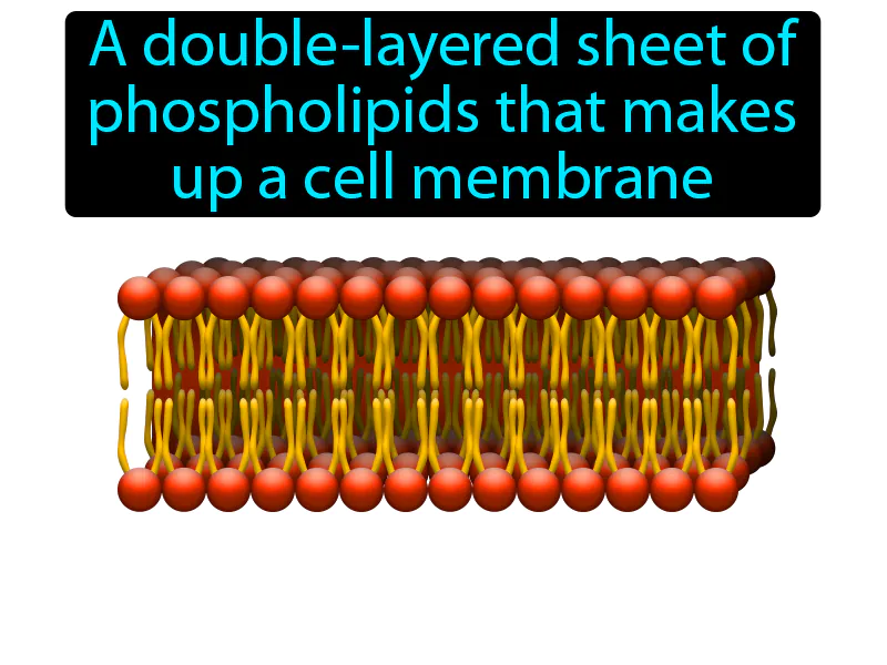 Phospholipid Bilayer Definition Phospholipid Bilayer Definition