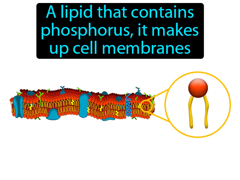Phospholipid Definition Phospholipid Definition