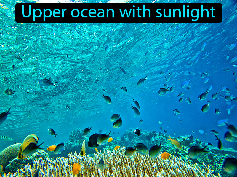 Photic Zone Definition Photic Zone Definition