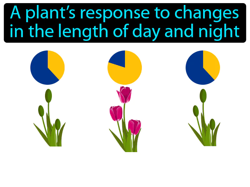 Photoperiodism Definition Photoperiodism Definition
