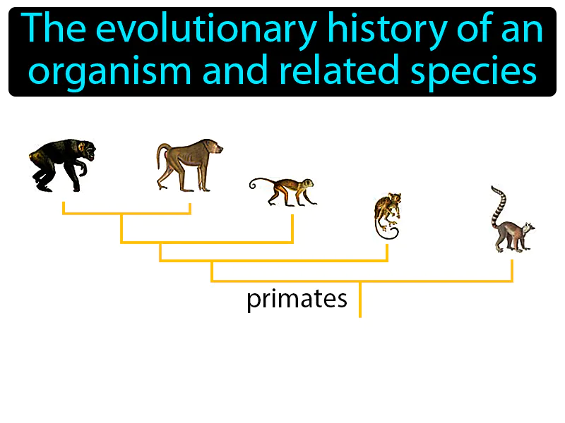Phylogeny Definition Phylogeny Definition