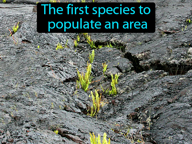 Pioneer Species Definition Pioneer Species Definition