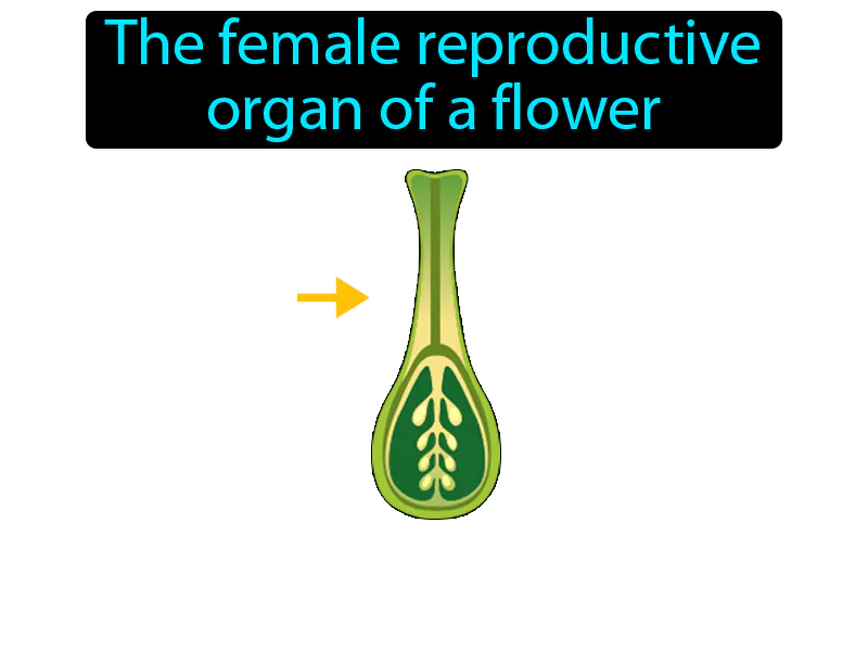 Pistil Definition Pistil Definition