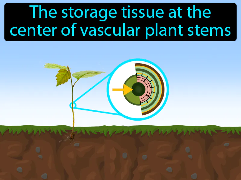 Pith Definition Pith Definition