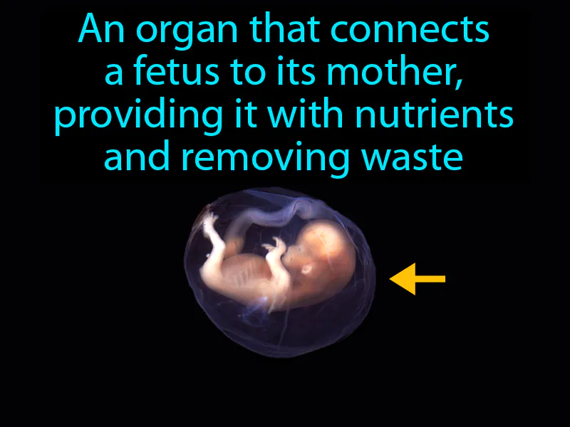 Placenta Definition Placenta Definition