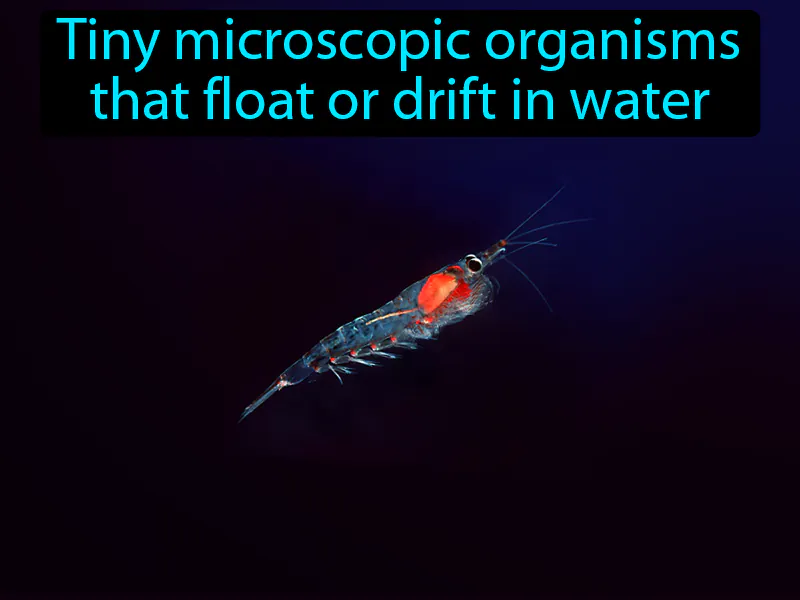 Plankton Definition Plankton Definition