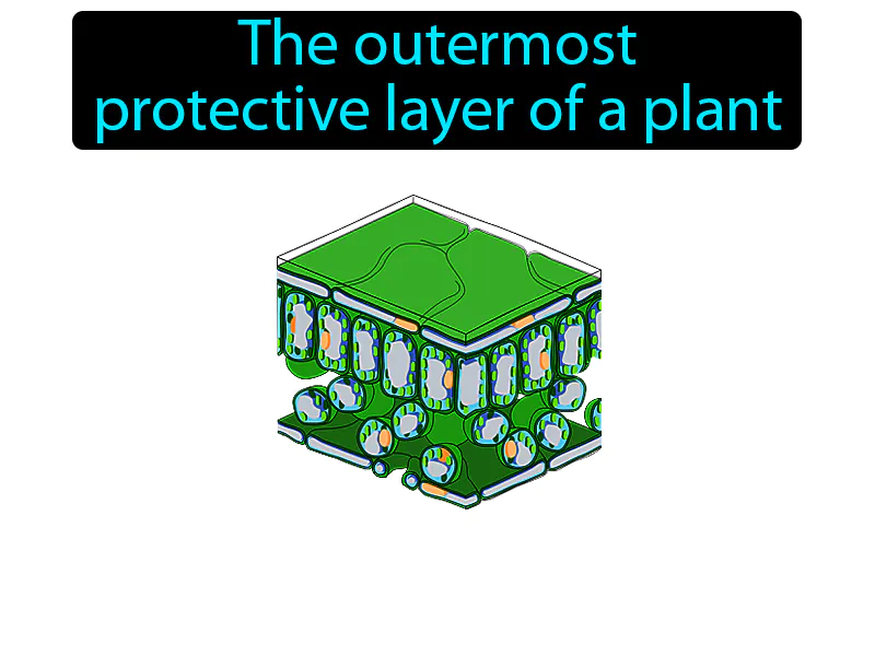 Plant Epidermis Definition Plant Epidermis Definition