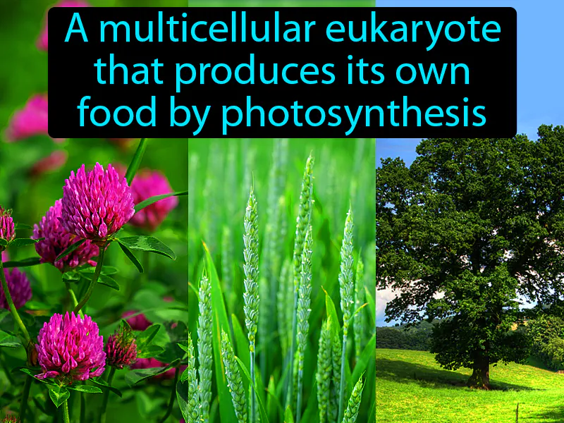 Plant Definition Plant Definition