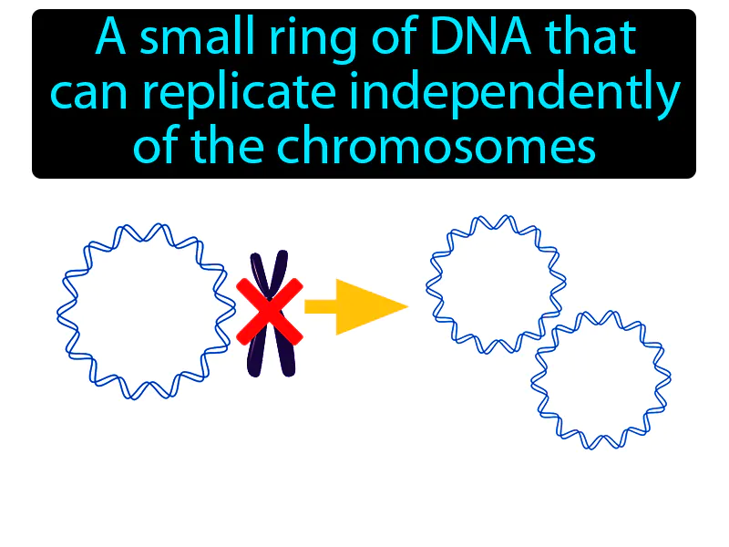 Plasmid Definition Plasmid Definition