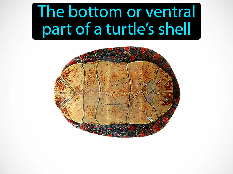 Plastron Definition Plastron Definition