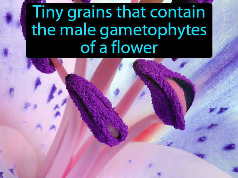 Pollen Definition Pollen Definition