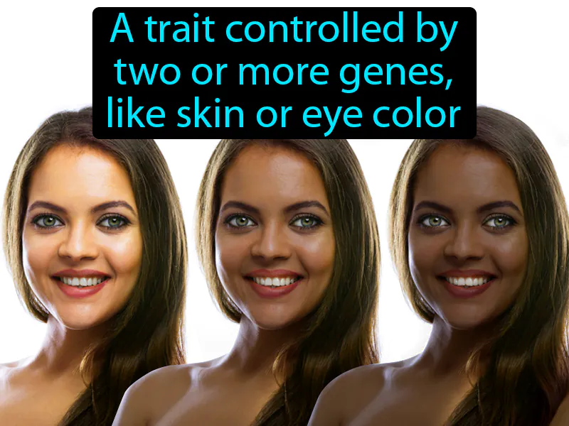 Polygenic Trait Definition Polygenic Trait Definition