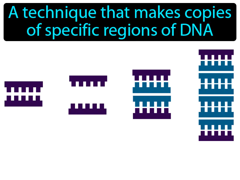 Polymerase Chain Reaction Definition Polymerase Chain Reaction Definition