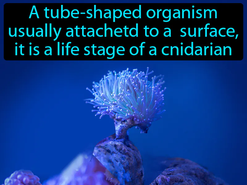 Polyp Definition Polyp Definition