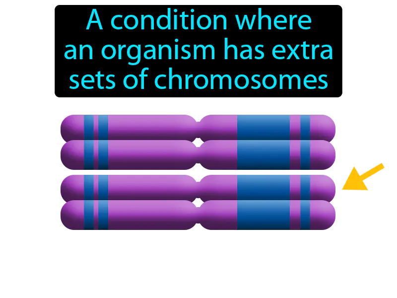Polyploidy Definition Polyploidy Definition
