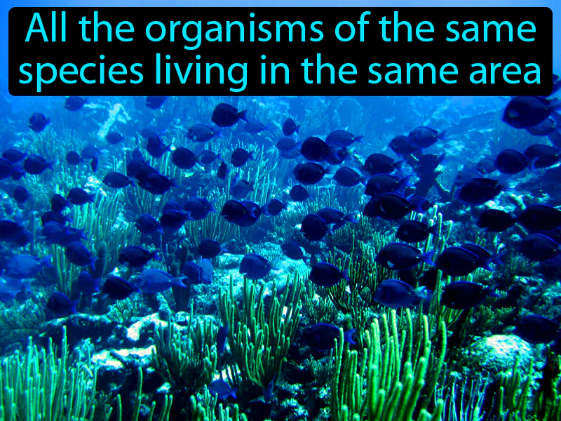 Population Definition Population Definition