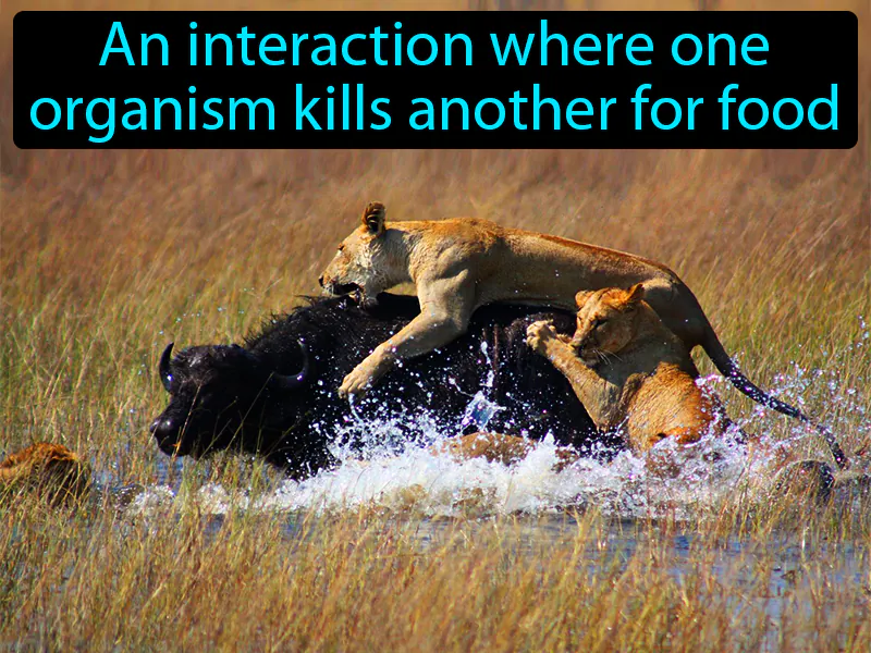 Predation Definition Predation Definition