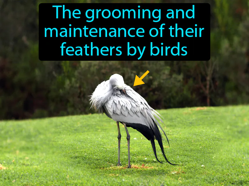 Preening Definition Preening Definition
