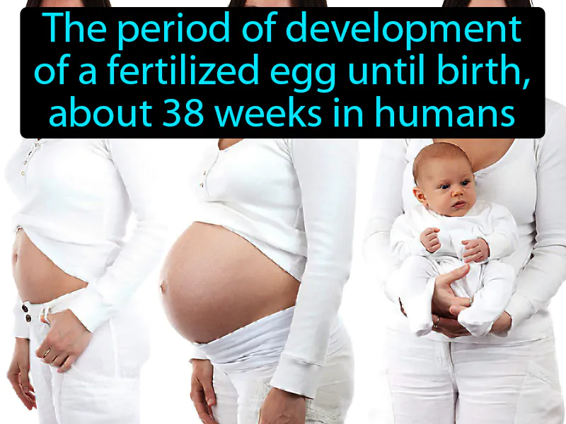 Pregnancy Definition Pregnancy Definition