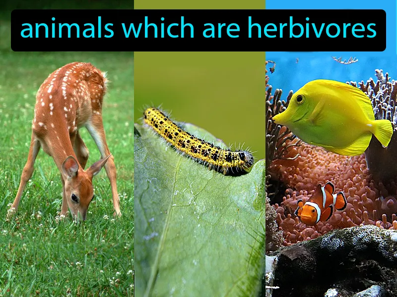 Primary Consumers Definition Primary Consumers Definition