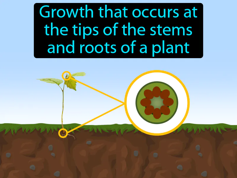 Primary Growth Definition