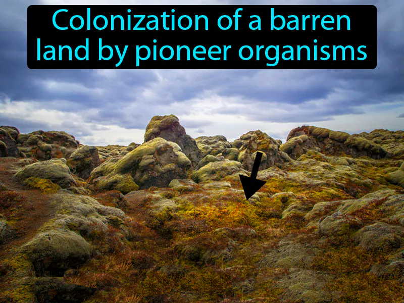 Primary Succession Definition Primary Succession Definition