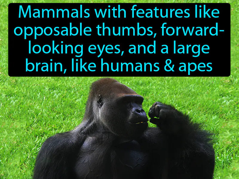 Primate Definition Primate Definition