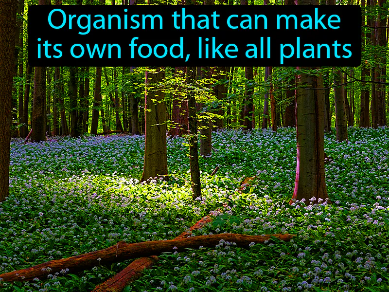 Producer Definition Producer Definition