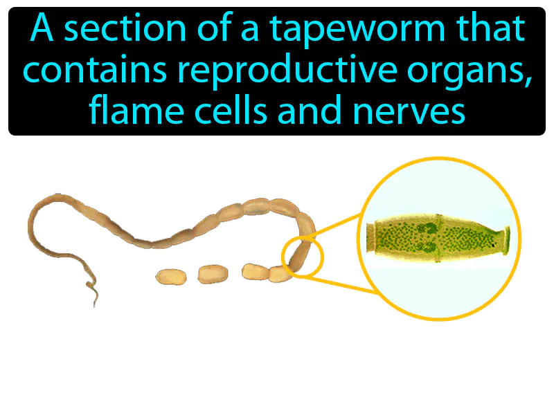 Proglottid Definition Proglottid Definition