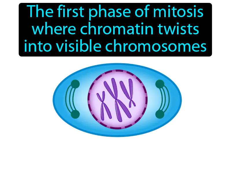 Prophase Definition Prophase Definition