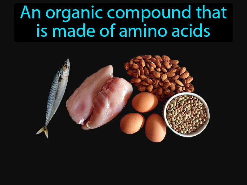 Protein Definition Protein Definition