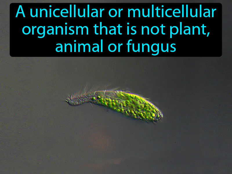 Protist Definition Protist Definition