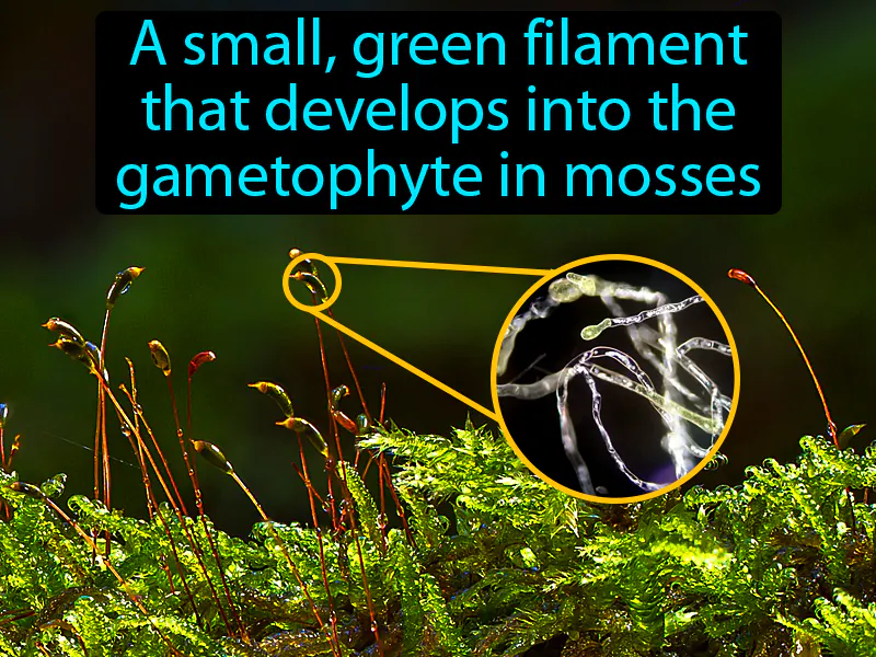 Protonema Definition Protonema Definition