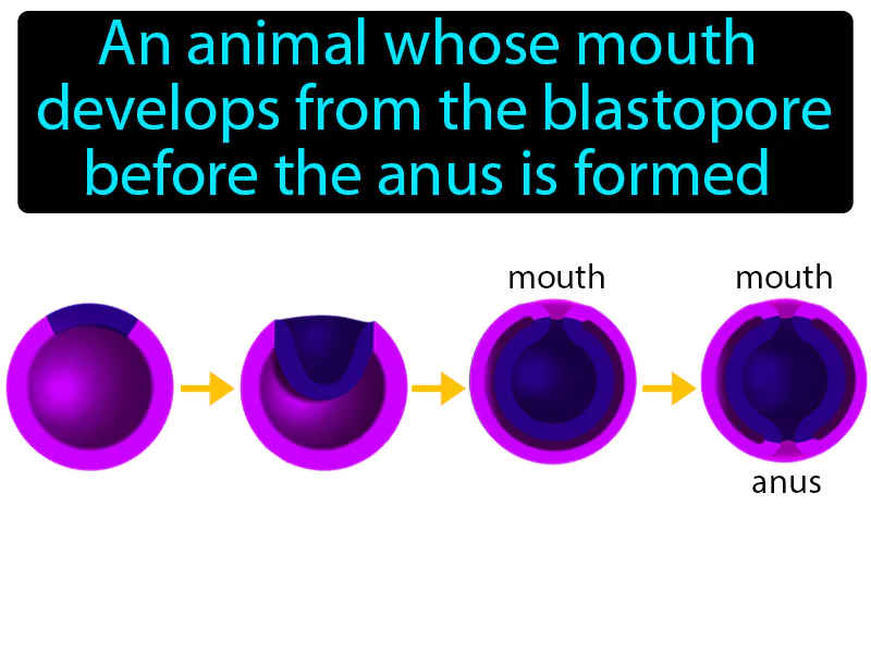Protostome Definition Protostome Definition