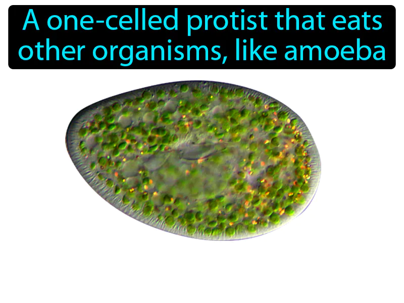 Protozoan Definition Protozoan Definition