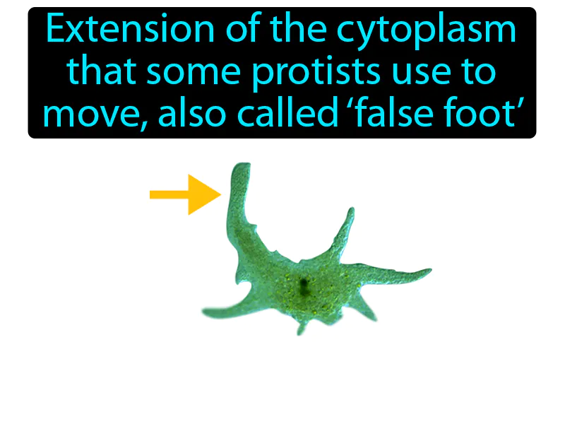 Pseudopod Definition Pseudopod Definition
