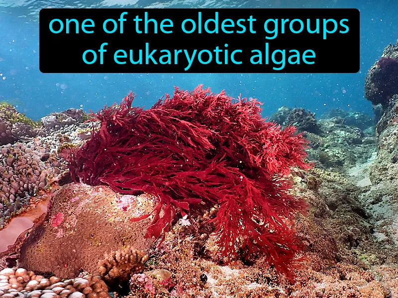 Red Algae Definition Red Algae Definition