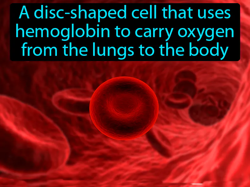 Red Blood Cell Definition Red Blood Cell Definition