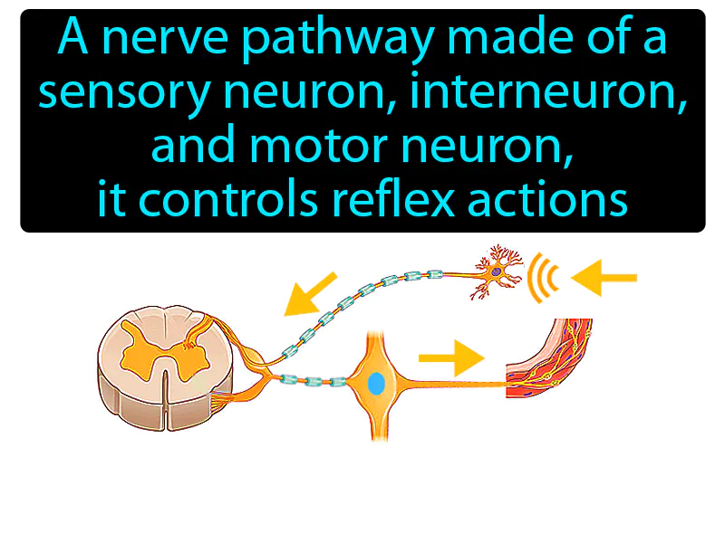 Reflex Arc Definition Reflex Arc Definition