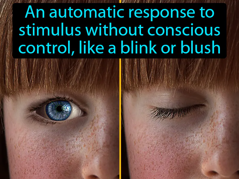 Reflex Definition Reflex Definition