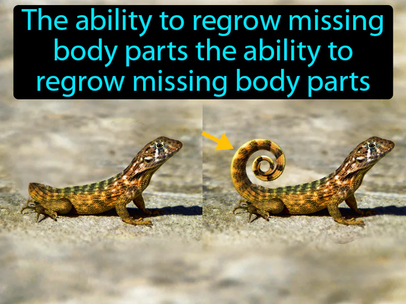 Regeneration Definition Regeneration Definition