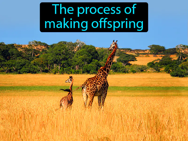 Reproduction Definition Reproduction Definition