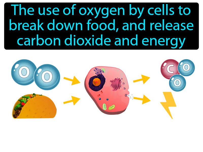 Respiration Definition Respiration Definition
