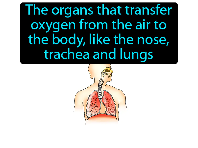 Respiratory System Definition Respiratory System Definition