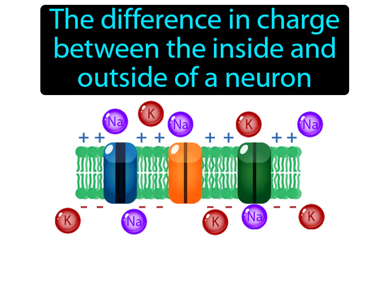 Resting Potential Definition Resting Potential Definition