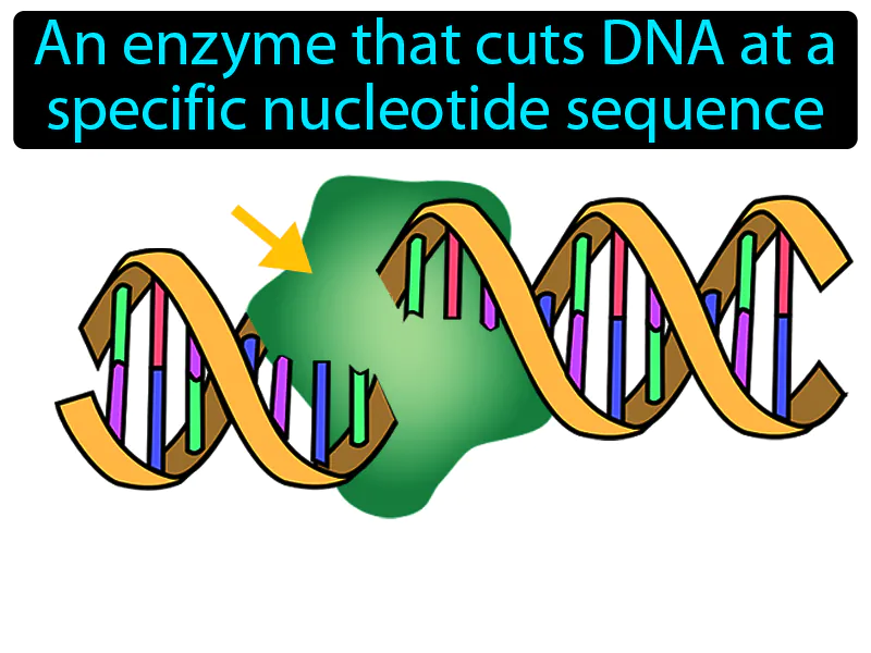 Restriction Enzyme Definition Restriction Enzyme Definition