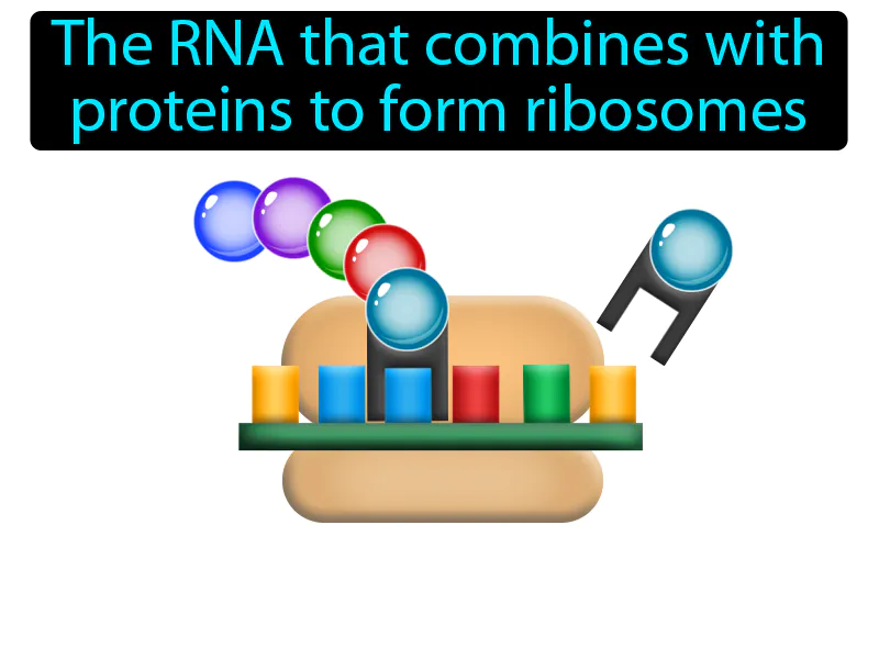 Ribosomal RNA Definition Ribosomal RNA Definition