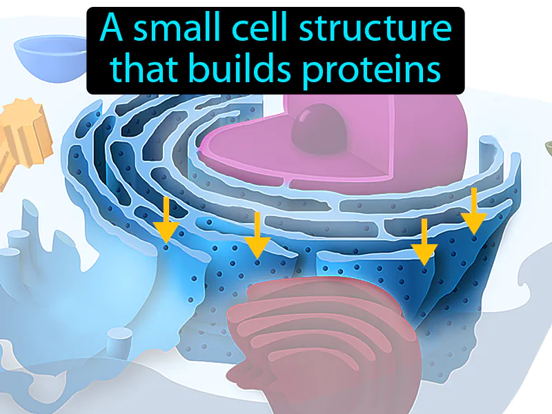 Ribosome Definition Ribosome Definition