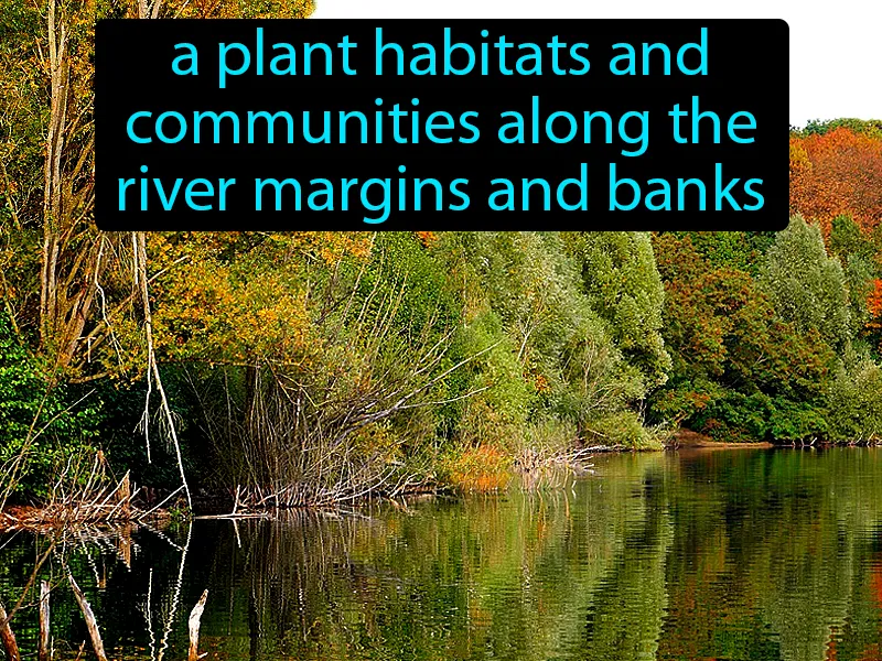 Riparian Vegetation Definition Riparian Vegetation Definition