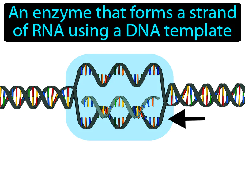RNA Polymerase Definition RNA Polymerase Definition